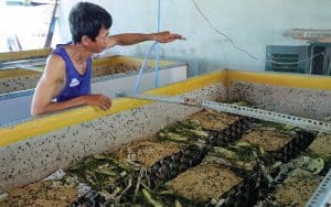 Watering crickets in Cambodia