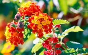 vida en abundancia- reflexionemos sobre uno de los objetivos más preciados de la vida misionera: cuidar y alentar la vida