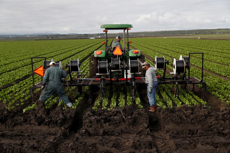 Trabajadores agrícolas trabajan en un campo de Marina, California, el 30 de marzo de 2020, en medio de la pandemia de coronavirus. (Foto del CNS / Shannon Stapleton, Reuters)