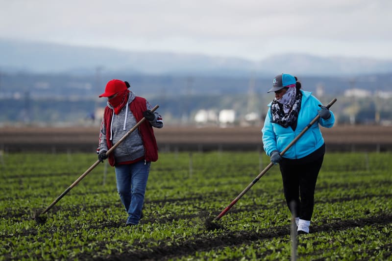 La ira de la pandemia afecta a los trabajadores agrícolas