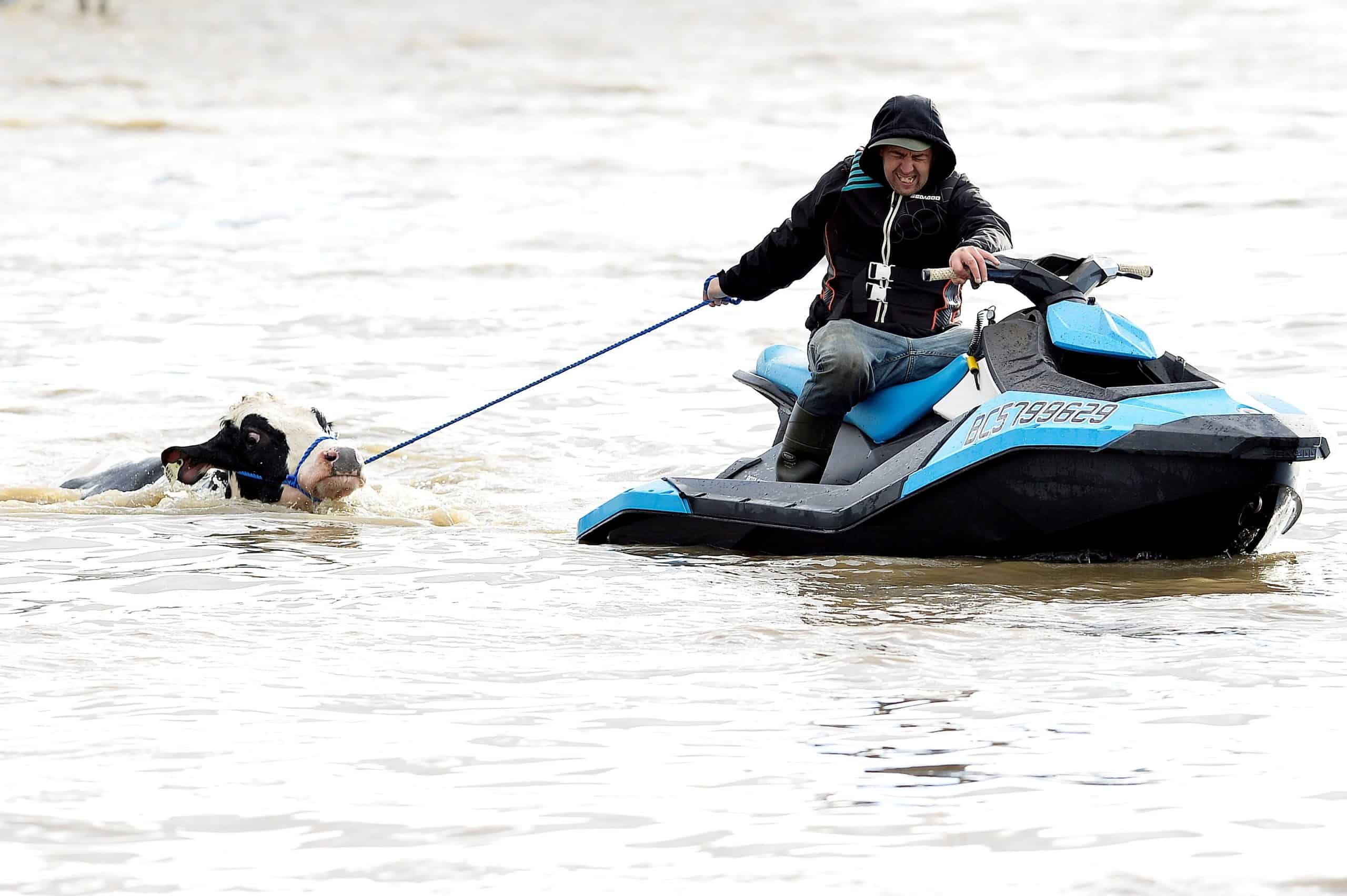 Movimiento Laudato Si lucha contra el cambio climático: Un hombre en Abbotsford, Columbia Británica, rescata a una vaca que quedó varada en un granero inundado el 16 de noviembre de 2021, luego de que tormentas azotaran la provincia occidental de Canadá. (Foto de CNS / Jennifer Gauthier, Reuters)