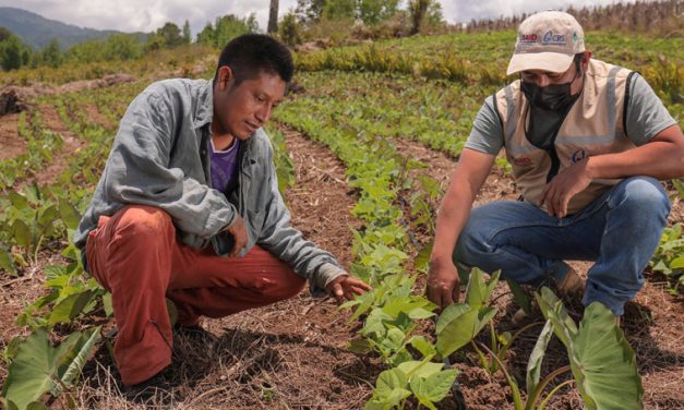 Implementando prácticas de agricultura sostenible en Centroamérica