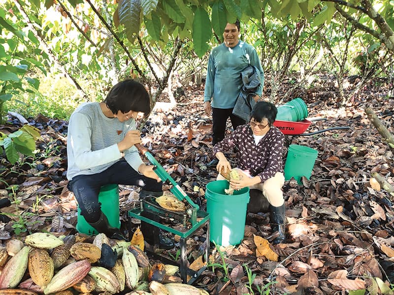 La Hermana y dos recolectores abren las vainas de cacao y recogen las semillas en la jungla. (Cortesía de Esperanza Principio/Perú)