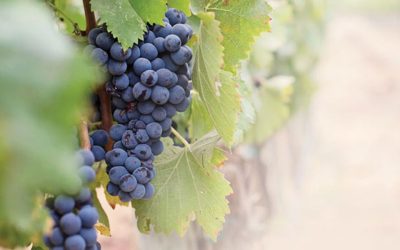 Oración por las Vocaciones