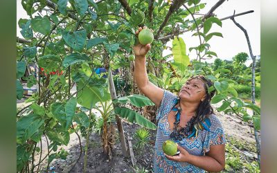 Estados Unidos: Apoyo a la Ley Forestal