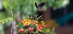 Imagen destacada: Una mariposa se acerca a una flor en una expresión de la belleza de la naturaleza. (Octavio Durán, OFM/Guatemala)