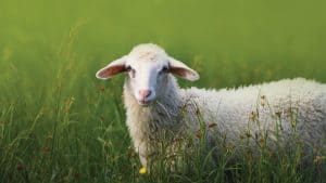 Imagen de una oveja en un prado