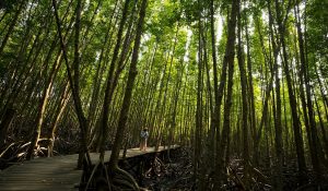 Imagen destacada: Una mujer camina sobre un camino de manera en un bosque en Rayong, Tailandia. (Sippakorn Yamkasikorn, Unsplash/Tailandia)