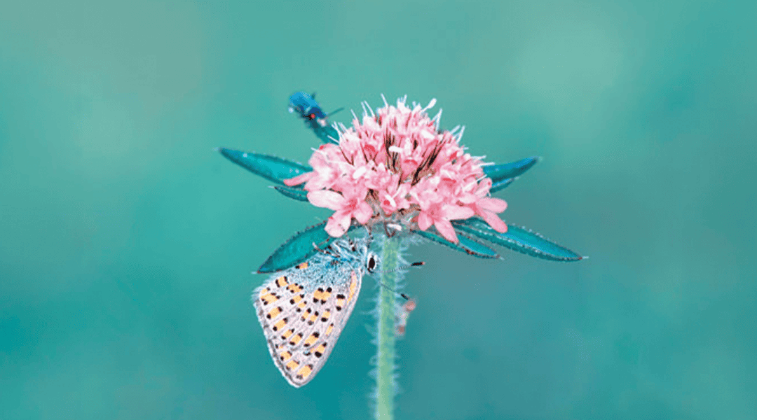 Oración por las vocaciones