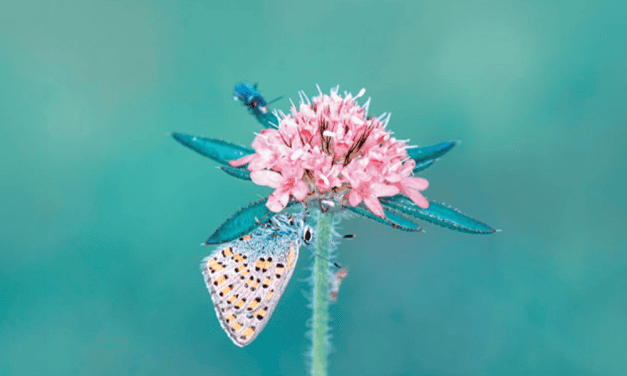 Oración por las vocaciones