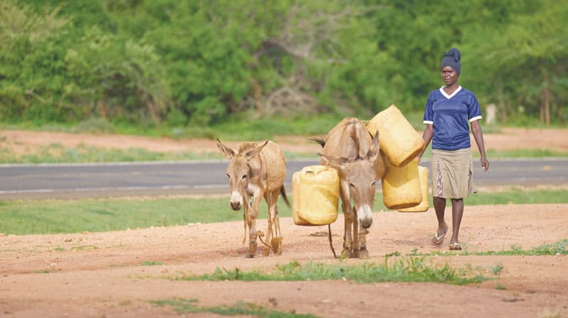 Regina Mumbua y unos burros caminan con bidones pesados de agua hacia la iglesia de<br />
Cristo Rey en Kavete, Kenia. (Paul Jeffrey/Kenia)