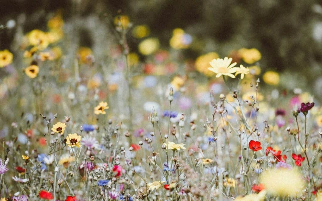 Reflexión Maryknoll: la creación de Dios no tiene precio