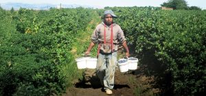 Un trabajador agrícola migrante sostiene baldes de arándanos después de cosecharlos en los campos agrícolas de Stockton, en el Valle Central de California. (José López/EE.UU.)